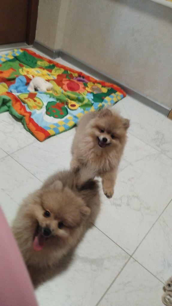 Szpic miniaturowy piesek pomeranian boo