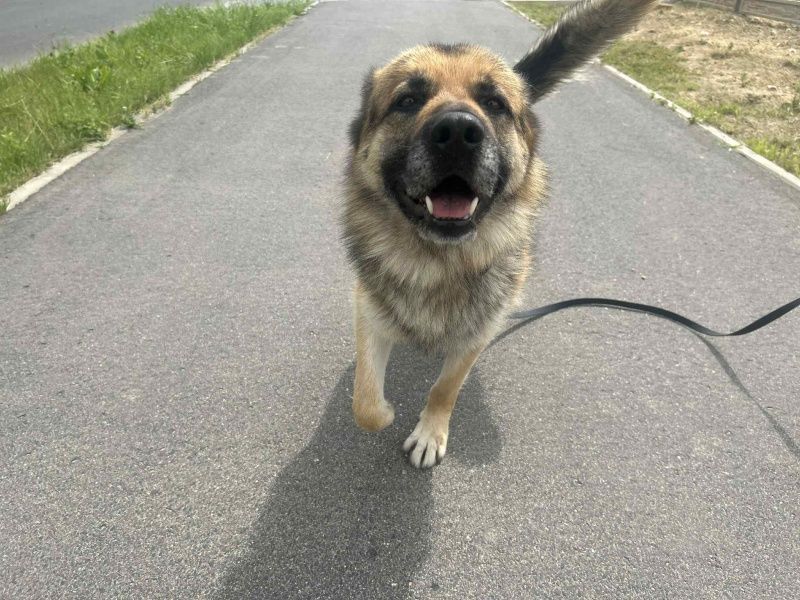 Shiro do adopcji!