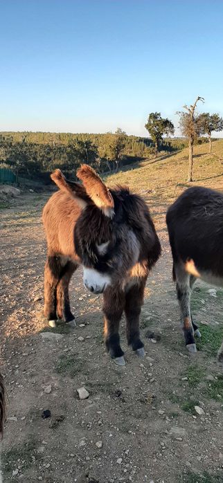 Vende-se burros e burras da raça BURRO DE MIRANDA