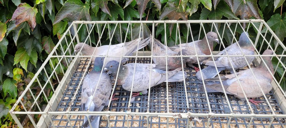 gołębie opal , opale