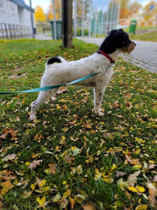 Parson Russell Terrier