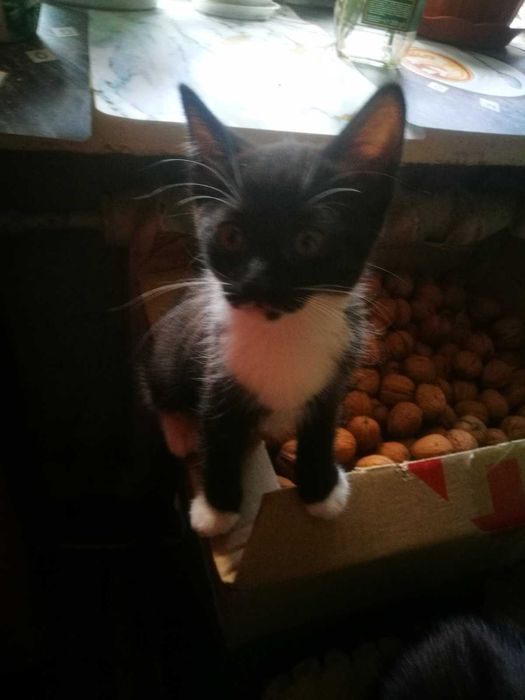 Кошеня у подарунок! Котики та кошечки 2 мес. едят все, лоток на 5!