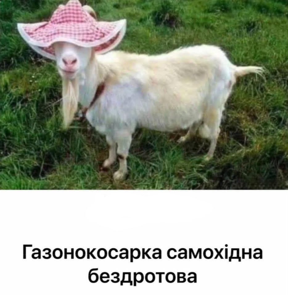 Продам кози і козенята