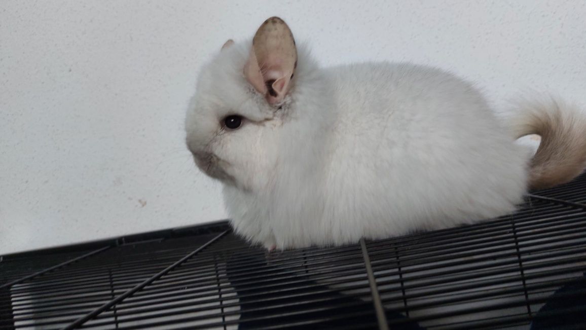 Szynszyla angora, szynszylę z klatką