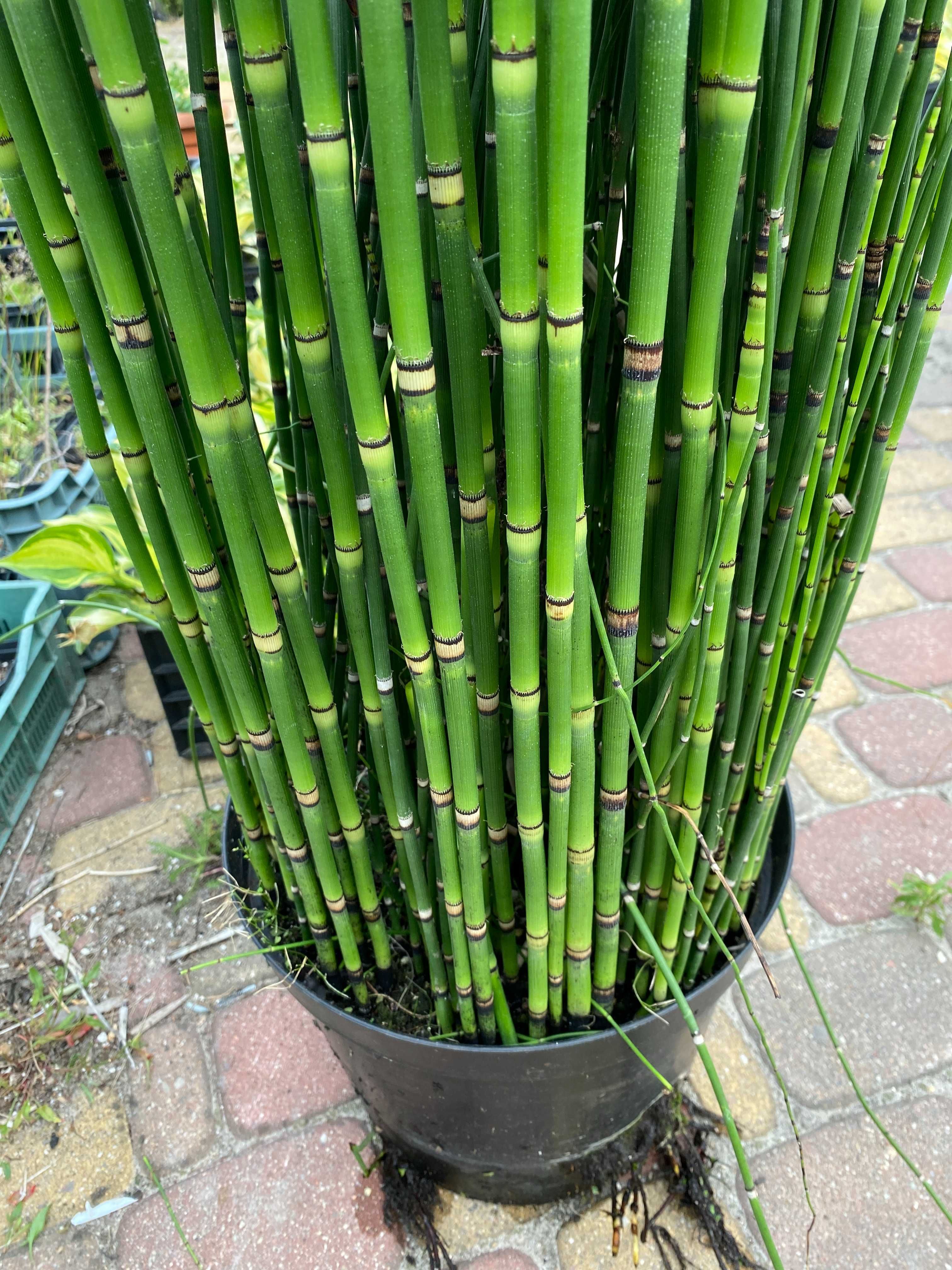 Skrzyp 'Robustum' do 1,80 cm wysokości  Doniczka 2 l