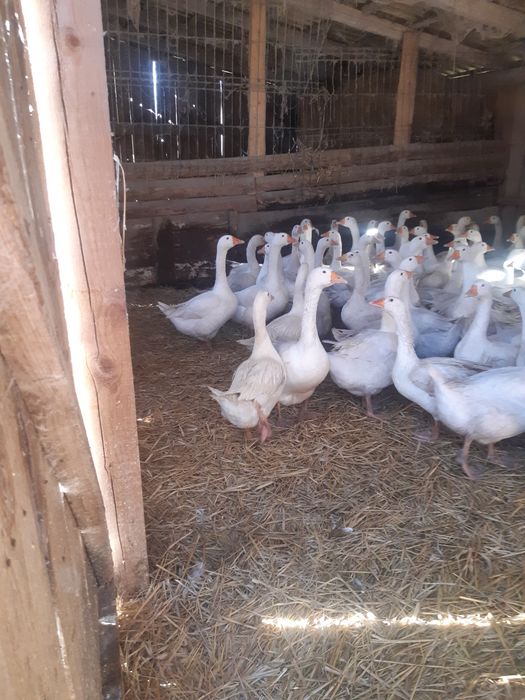 Gęś gęsi gęsina tuszki