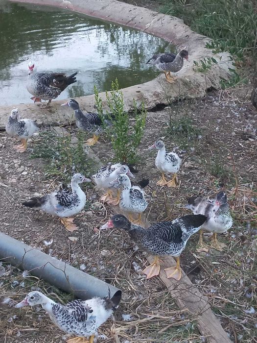 Patos Mudos Criados No Campo, 2 meses