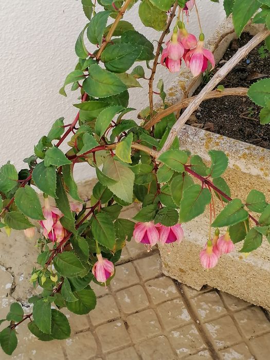 Brincos de princesa excelente qualidade