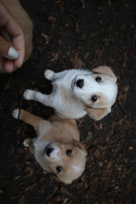 Віддам цуценят у добрі руки!!!