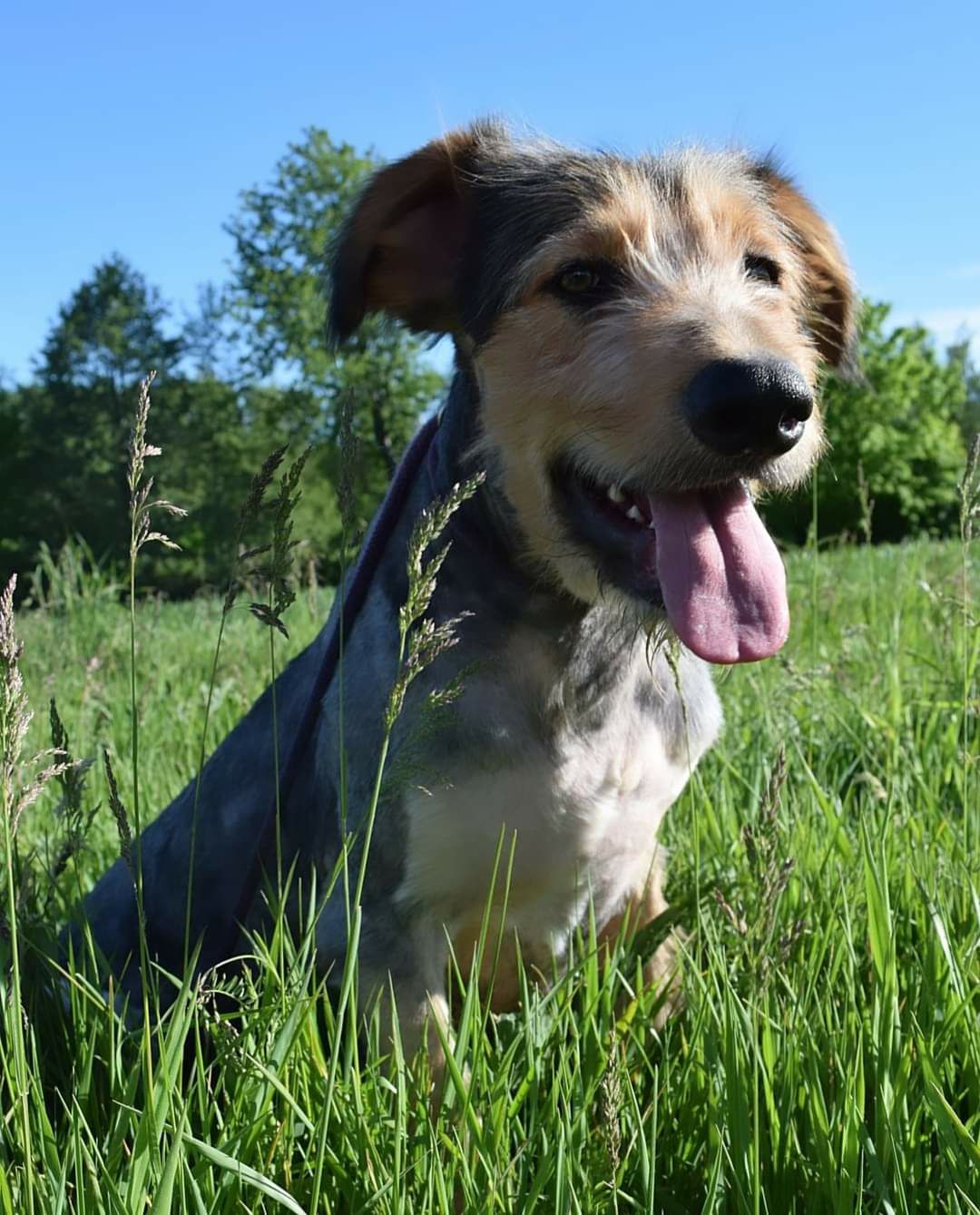 Duży pies jeszcze szczeniak szuka domu Adopcja