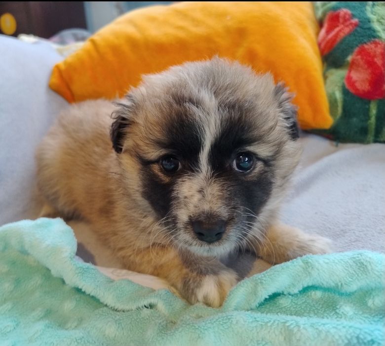 Puchaty Mały Nieśmiałek szczeniaczek