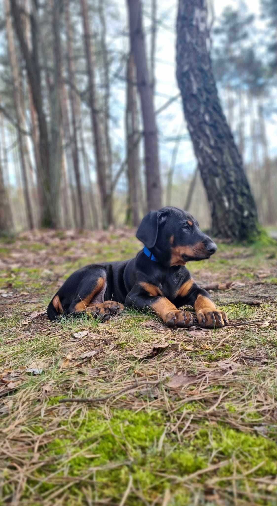 Szczeniaki rasy Doberman