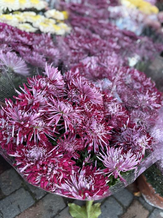 Chryzantemy chryzantemy