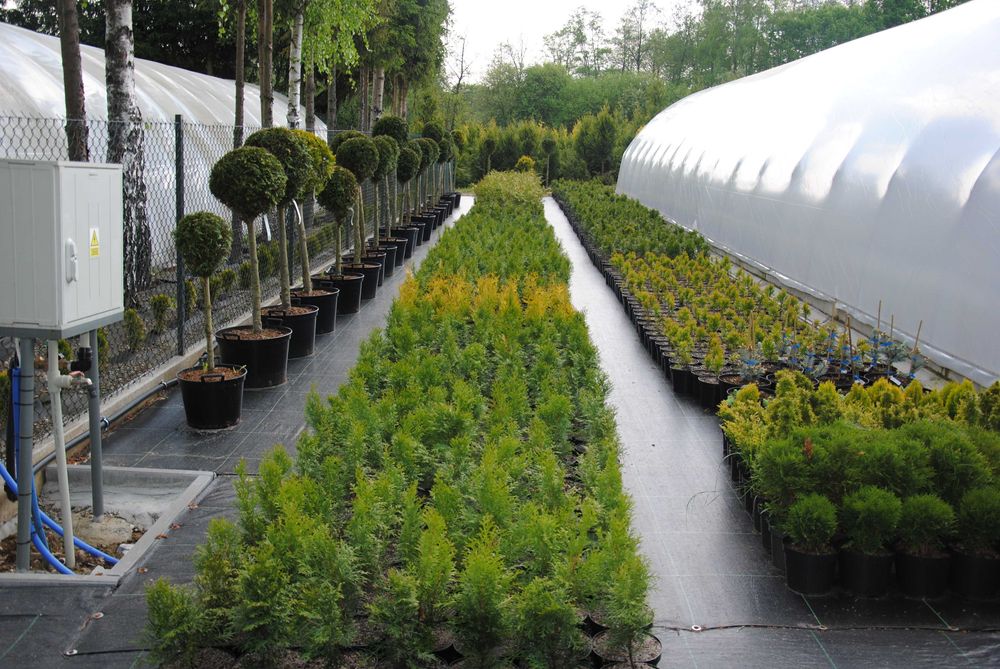 TUJA SZMARAGD THUJA SMARAGD sadzonki 1000szt/1szt - 0,55gr PROMOCJIA!!