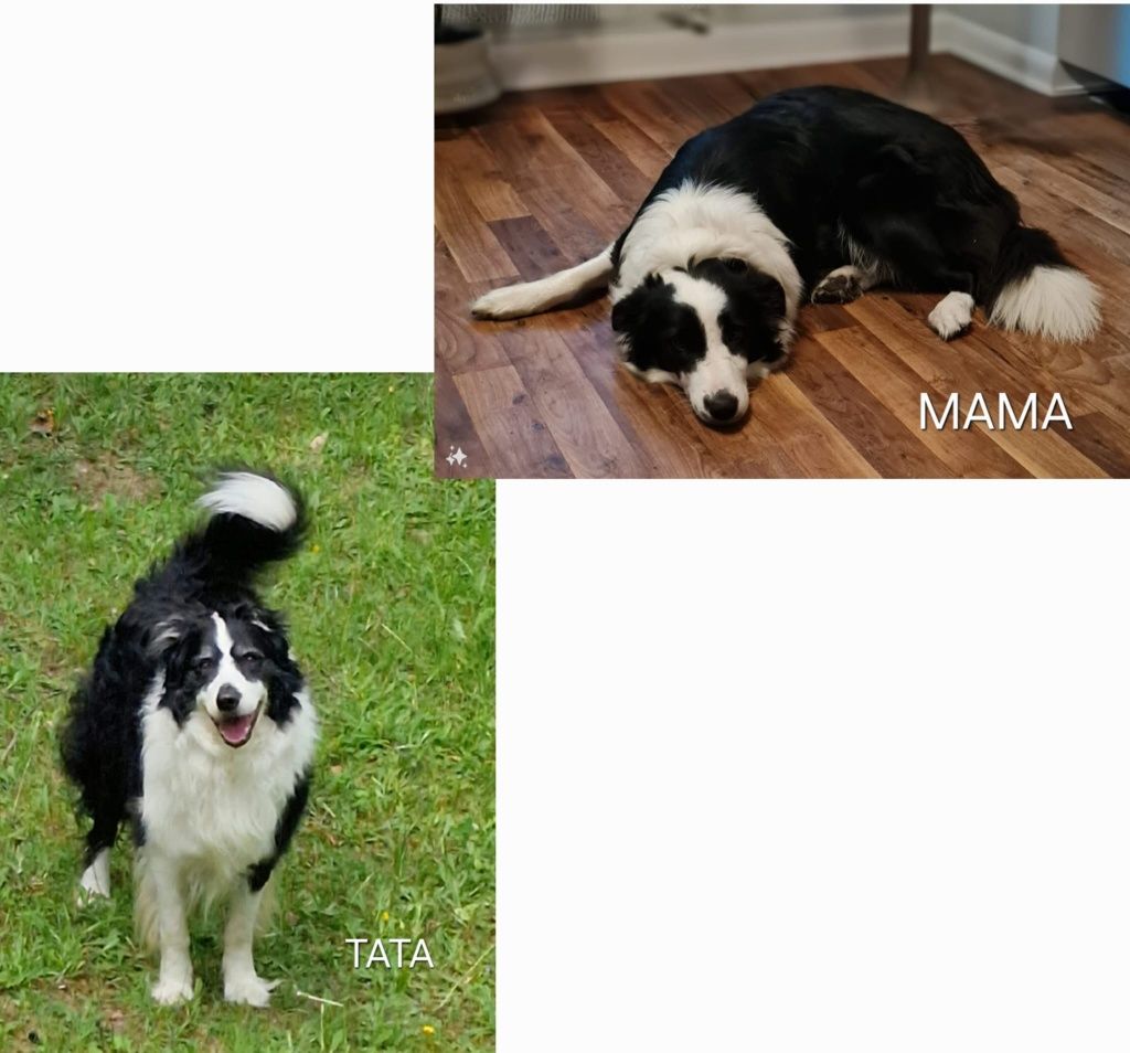 Suczka Border Collie