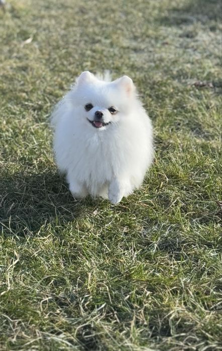 Młoda ,urocza i pelna milości sunia