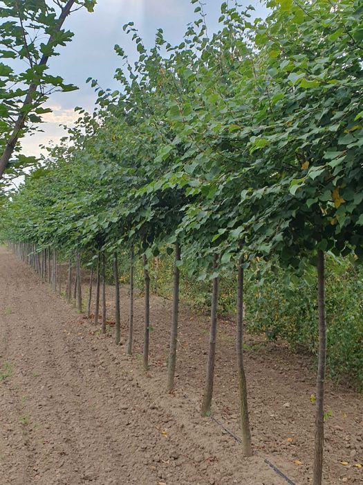 Lipa drobnolistna Tilia cordata ob. 12 - 14cm kopana maszyną PASZPORT