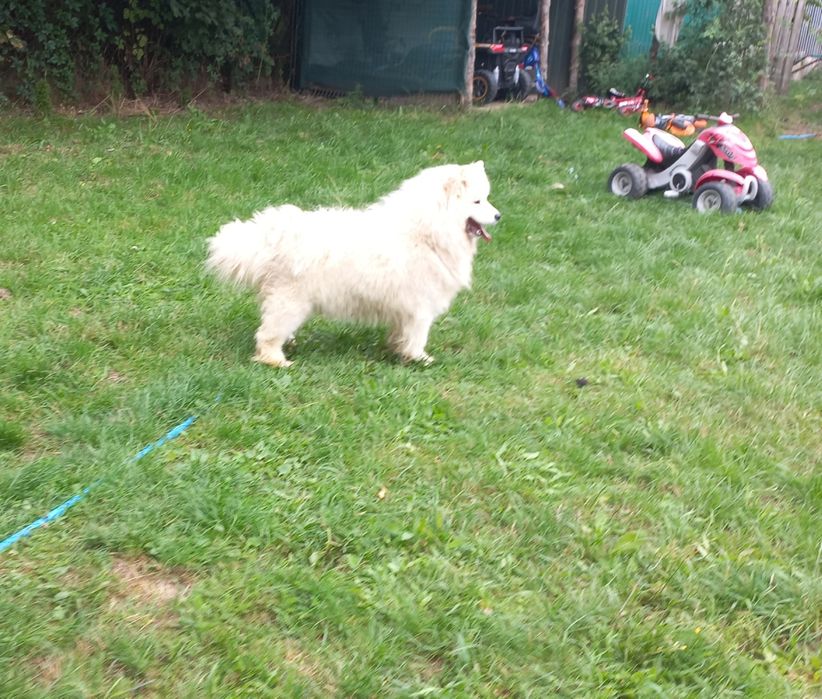 Samoyed suczka 2 lata
