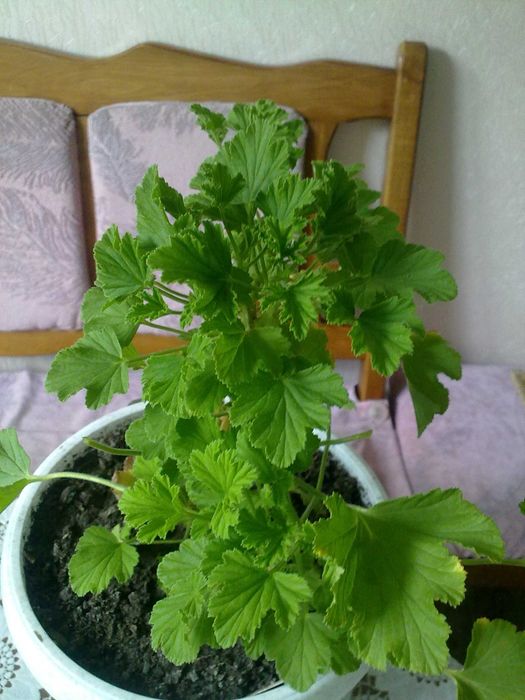 Пеларгонія духмяна (пеларгония душистая) КУЩІ полуниця, лимон, кокос
