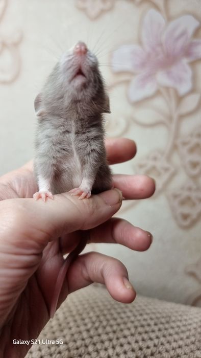 Девочка крыса дамбо графит