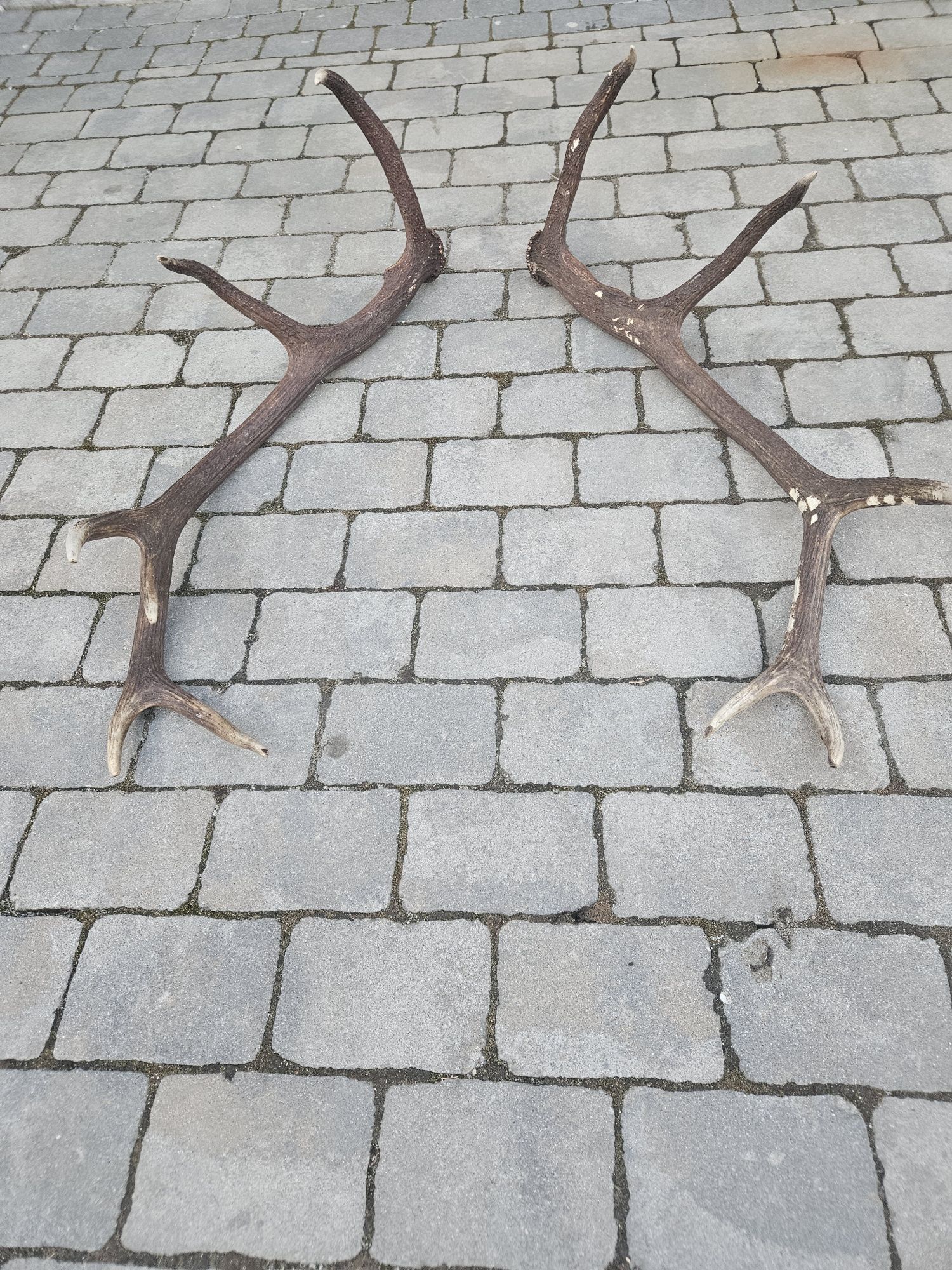 Zrzuty jelenia para 12stak