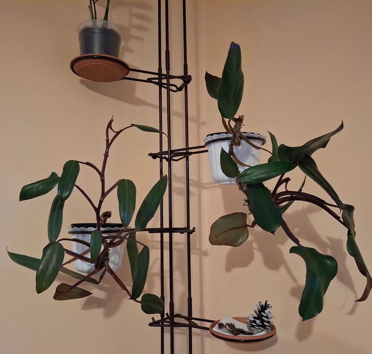 filodendron czerwieniejący