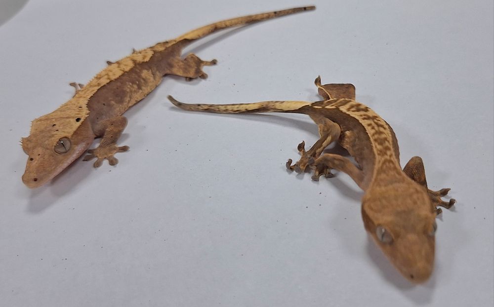 Gekon orzęsiony samica