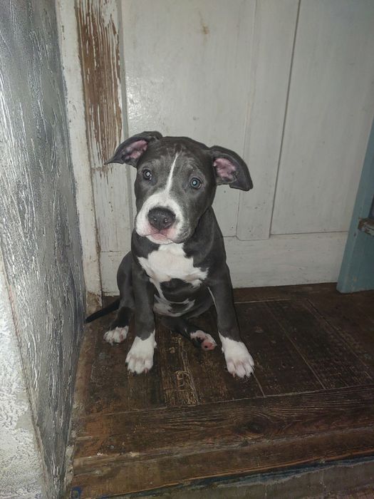 Амстаф, чорно-білі та сірі з гарним родоводом