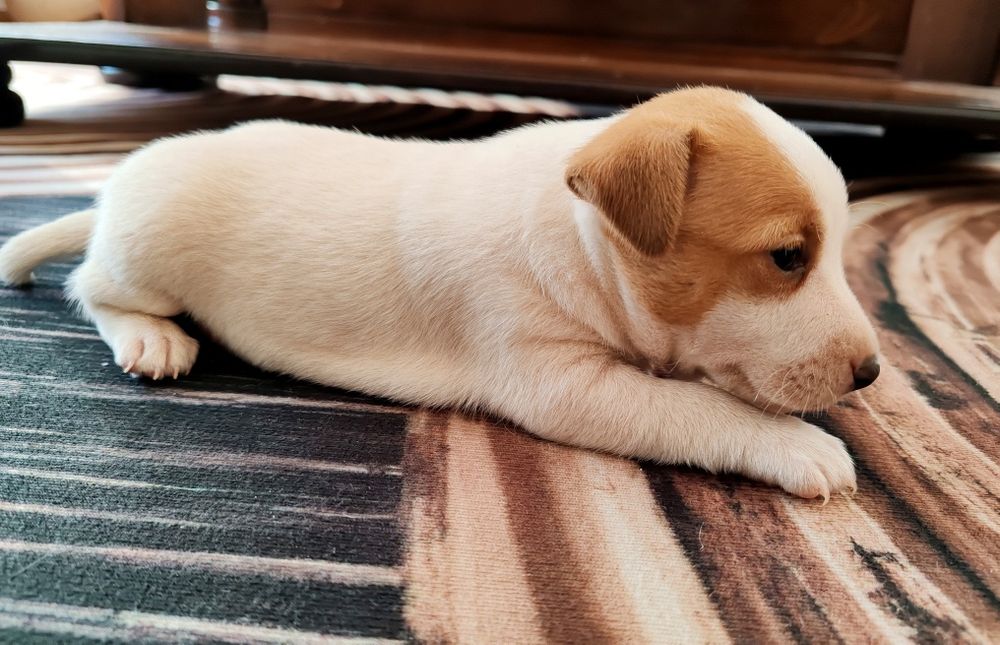 Jack Rusell Terrier szczeniak suczka