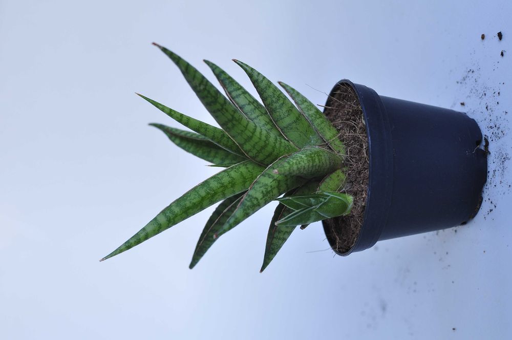 Sansevieria ''Boogie Woogie'' - dwie do wyboru