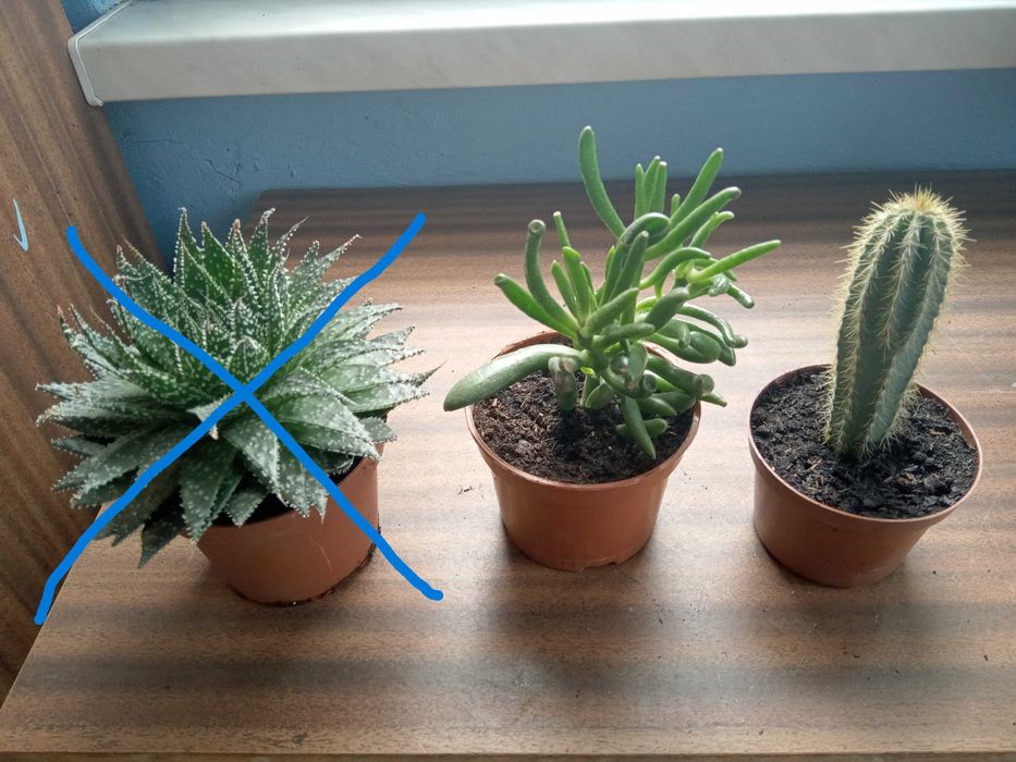 Aloes , kaktusy i inne