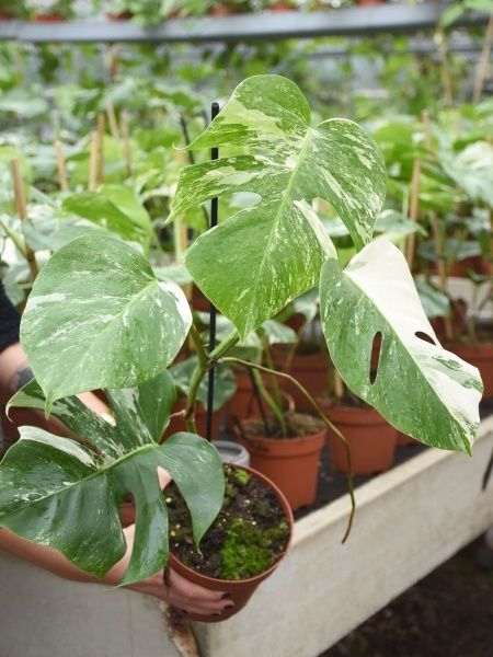 Monstera variegata, últimos exemplares