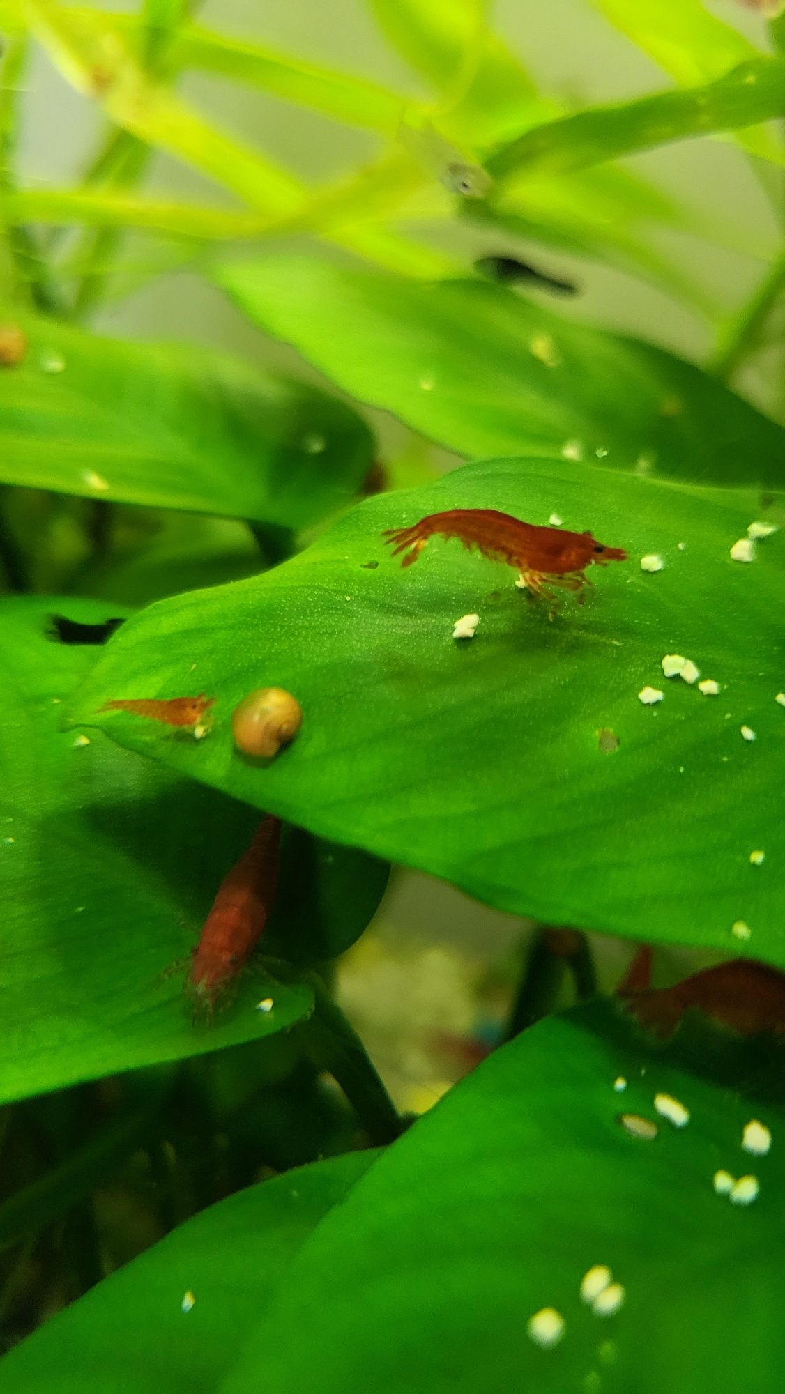 Креветки червоні  акваріумні черрі ( вишні)