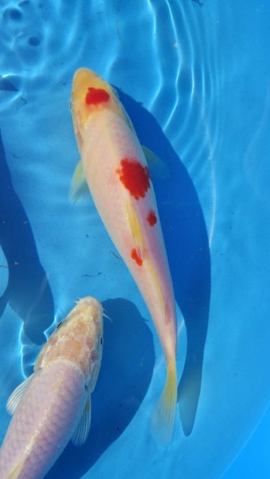 Carpas koi 10 a 18cm