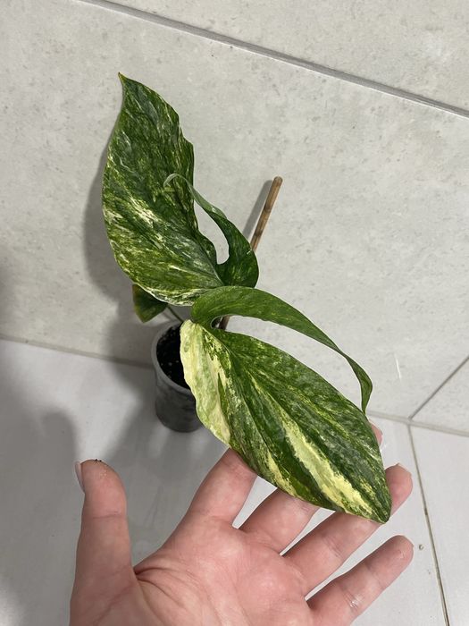 Філодендрон Zippelianum Amydrium варієгатний