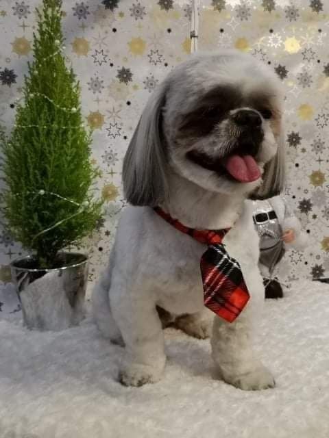 Shih tzu reproduktor