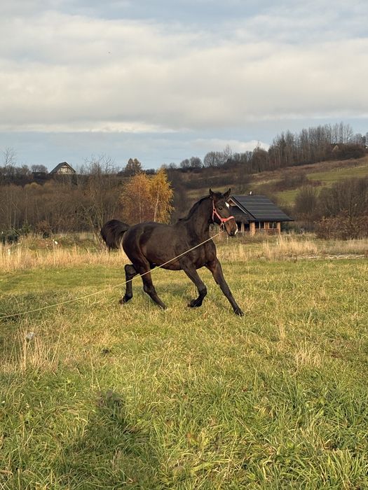 Sprzedam lub wymienię Klacz rasy Polski Koń Sportowy