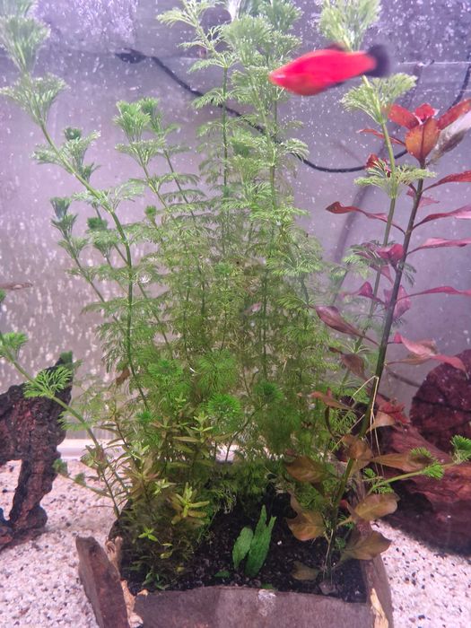 Limnophila Sessiliflora... ...