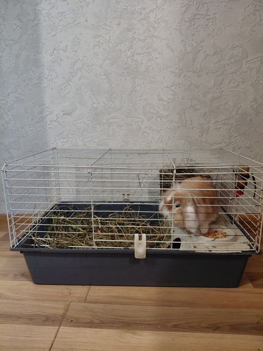 Продам гарну клітку із кроликом
