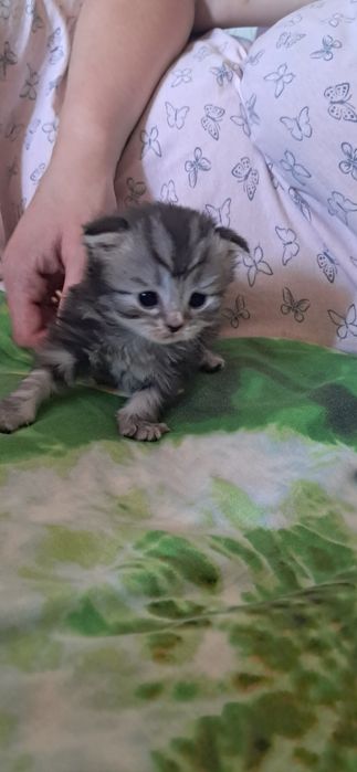 Шотландский веслоухий котенок