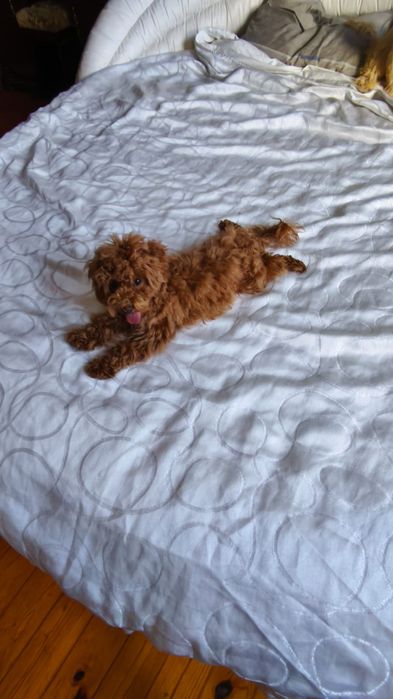 Девочки и мальчики мальтипу