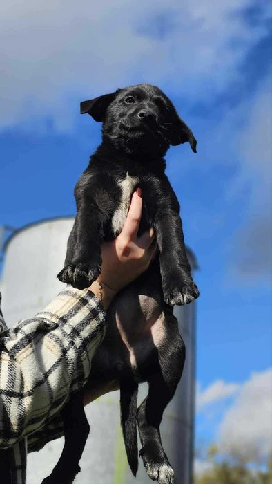 Oddam pieski w dobre ręce