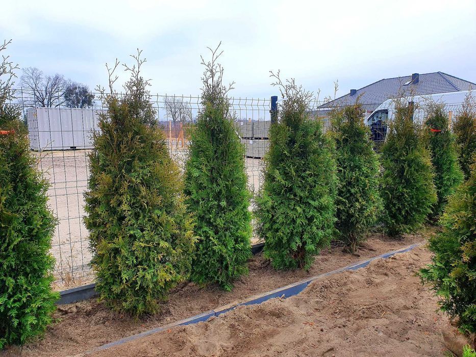 TUJA Thuja SZMARAGD wys. 100-120 cm