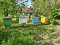 Pszczoły, rodziny pszczele, ule Dadant