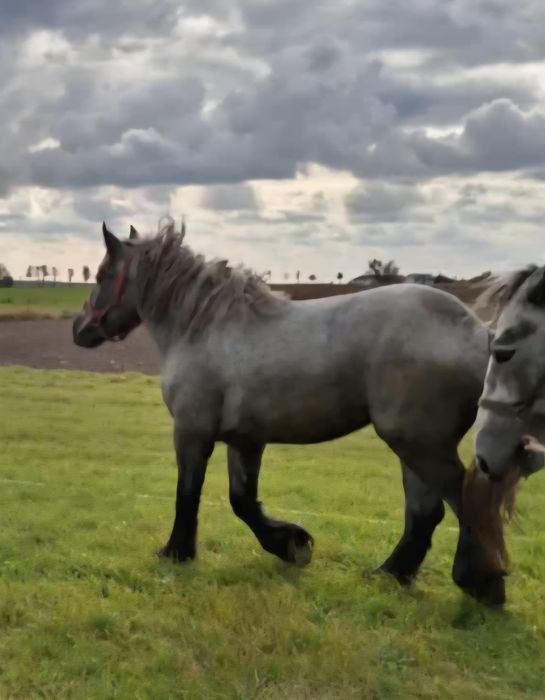 Sprzedam klacz zimnokrwistą