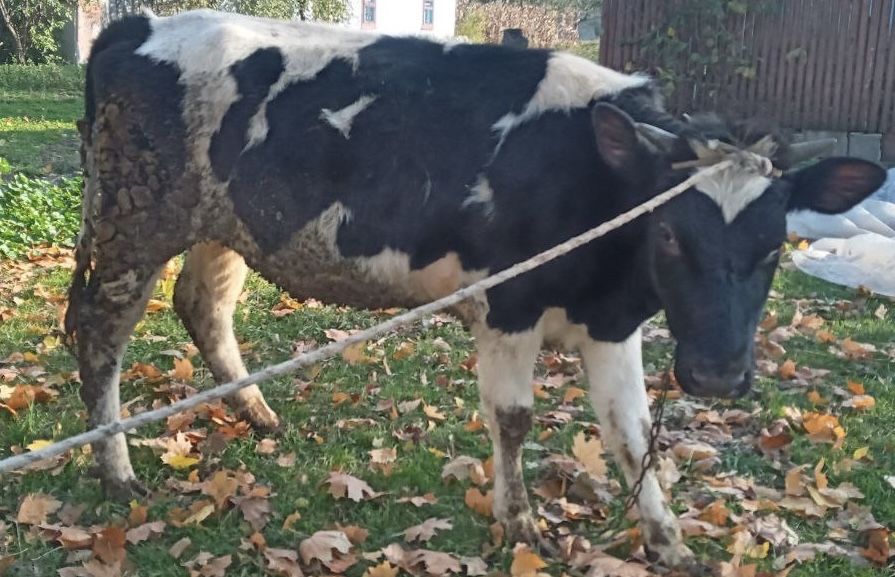 Телиця породи українська чорноряба