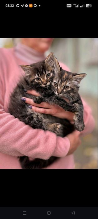 Котята в добрые руки