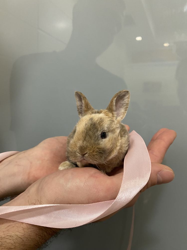 Кудрявый гипоаллергенный кролик Миник породы Рекс, плюшевый кролик