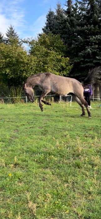 Konik polski klacz- hiszpania