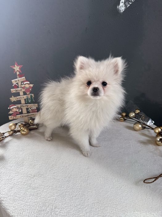 Spitz alemão Fofinha e Branquinha como a Neve